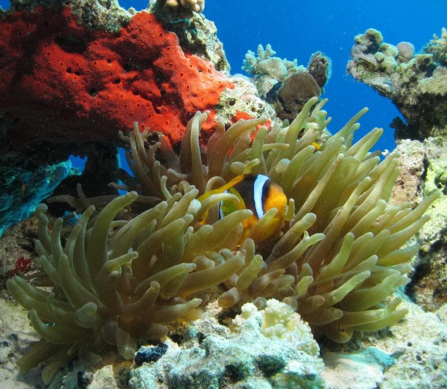 Ancient Sands Golf Resort and Residences - 43