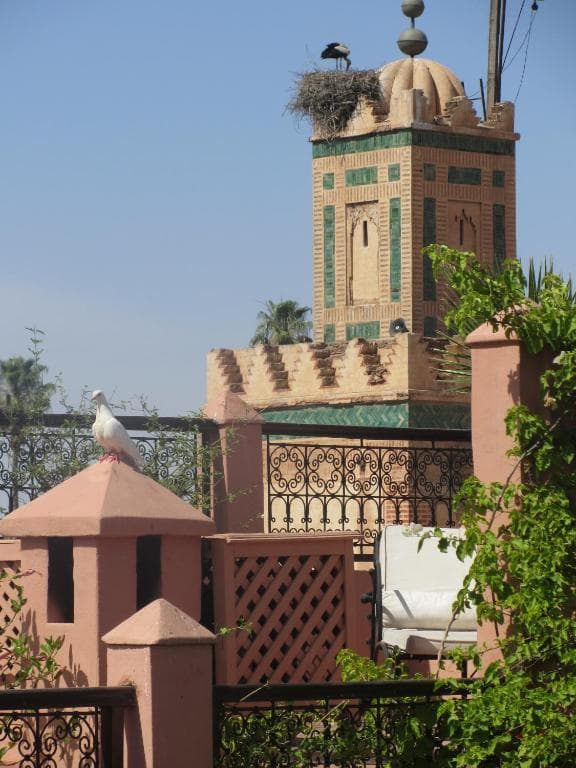 Riad Marelia - 24