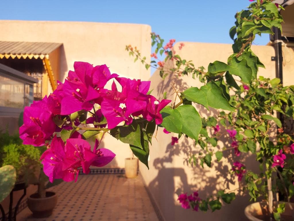 Riad Miral - 8