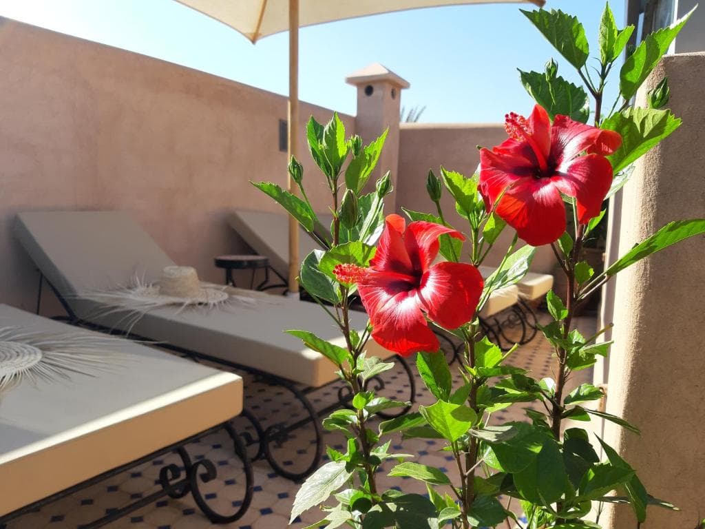 Riad Miral - 16