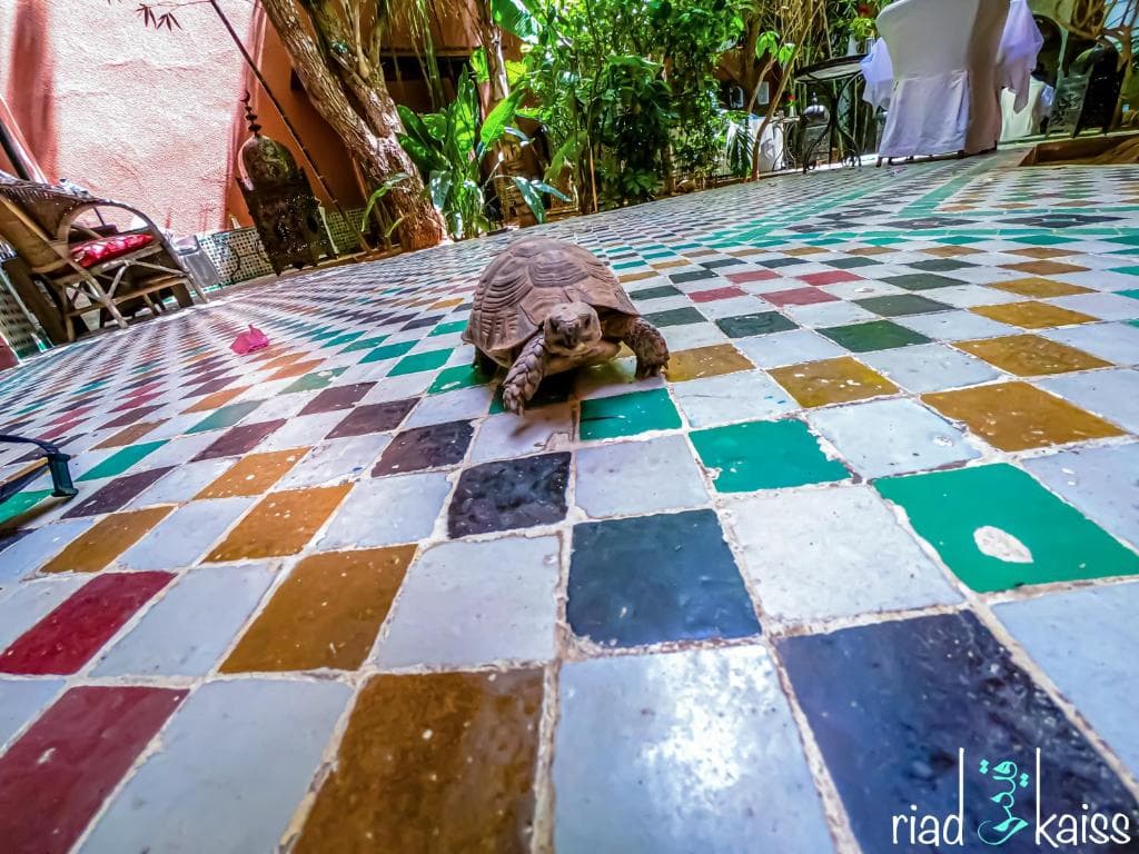 Riad Kaiss - 22