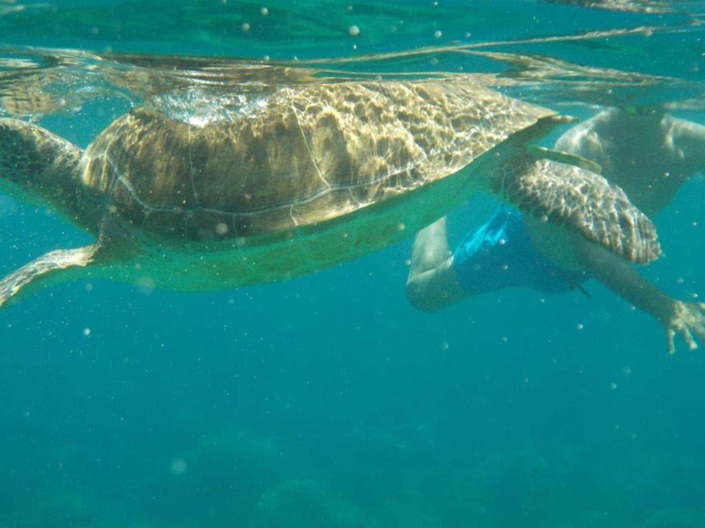 Malama Beach Holiday Village - 15