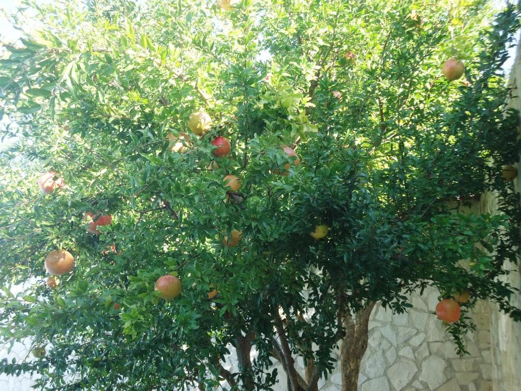 Villa Dafne - 12