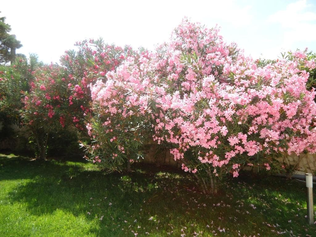 Villa Dafne - 59