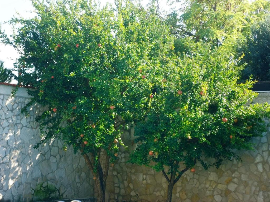 Villa Dafne - 88