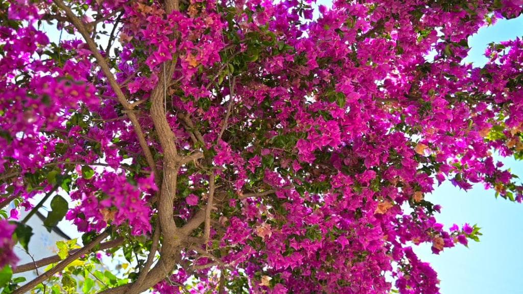 Bougainville Bay Hotel - 19