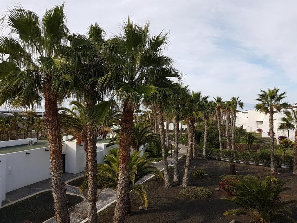 Palmeras Garden - 20
