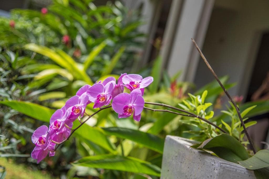 La Pagerie - Tropical Garden Hotel - 12