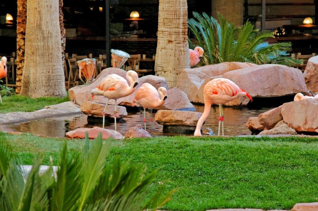 Flamingo Las Vegas Hotel & Casino - 31