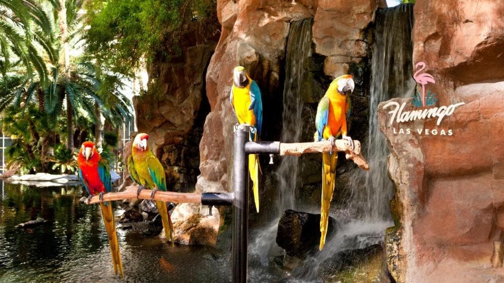 Flamingo Las Vegas Hotel & Casino - 32