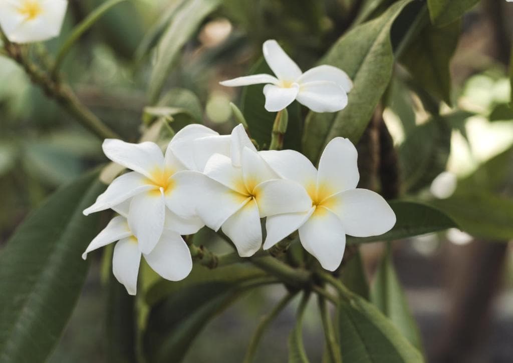 Bohemia Suites & Spa - Adults Only - 17