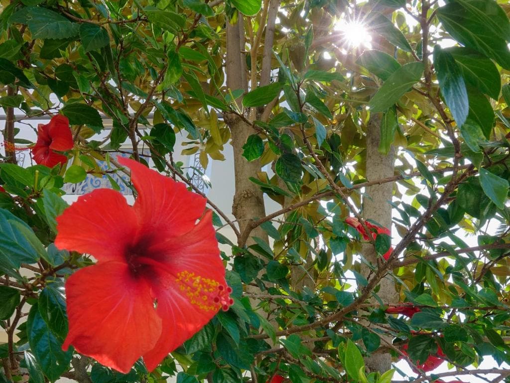 Flamingos Hotel Apartments - 39