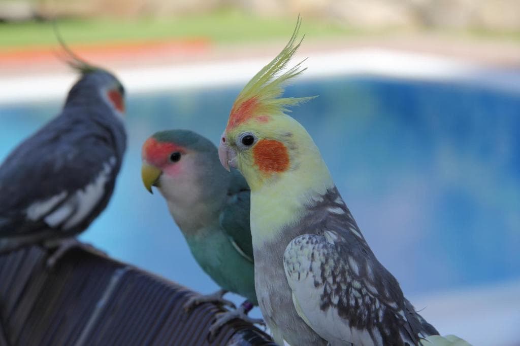 Sol Mogan Suites - Adults Only - 18