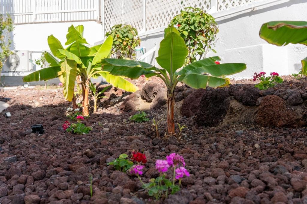 Alsol Los Caribes 2 - Adults Only - 43