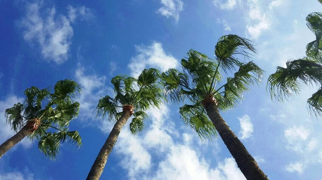 Alsol Nogal- Adults Only - 24