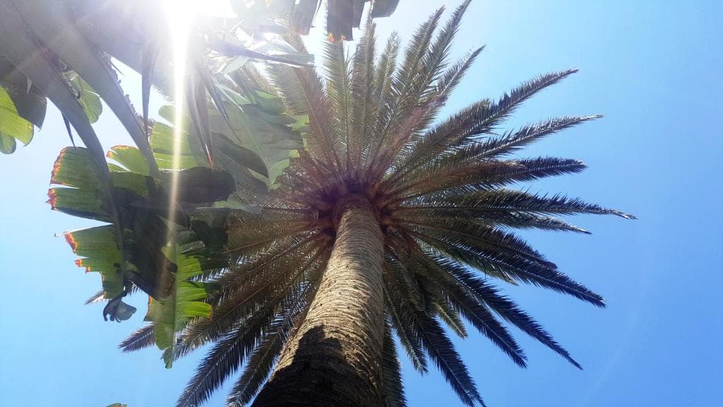 Alsol Nogal- Adults Only - 25