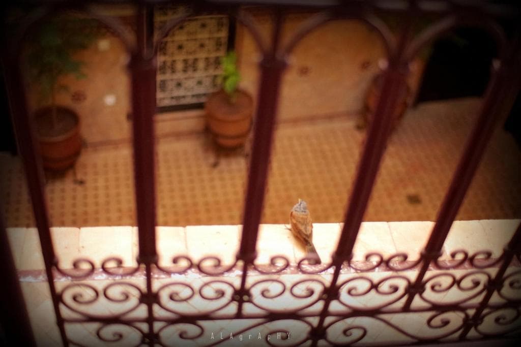 Riad Marraplace - 34