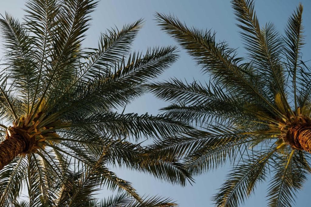 Baron Palms Resort Sharm El Sheikh (Adults Only 16+) - 34