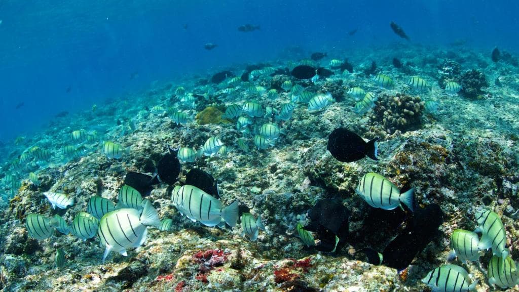 Adaaran Select Huduran Fushi Resort - 43