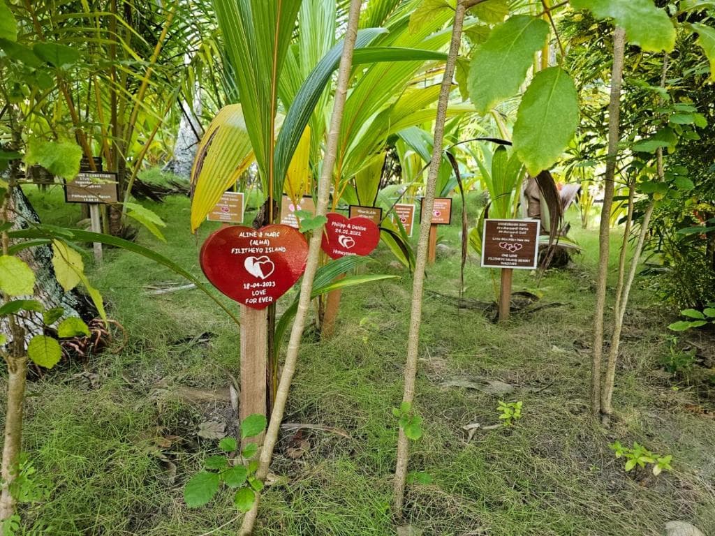 Sejur Maldive - Filitheyo Island Resort - 45