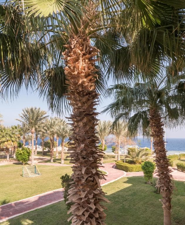 Serenity Alpha Beach Resort (ex Serenity Makadi Beach) - 36