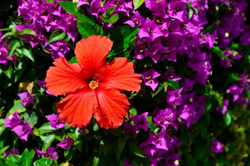 Napa Prince Hotel Apts - 16