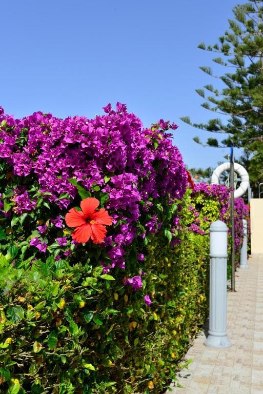 Napa Prince Hotel Apts - 18