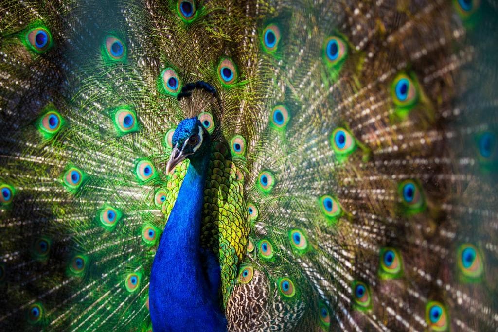 CLUB TURAN PRINCE WORLD - 36